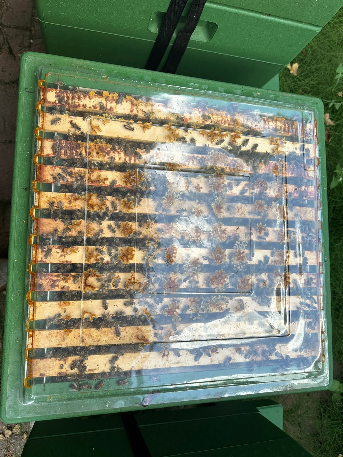 Bijenvolk, Dieren en Toebehoren, Insecten en Spinnen, Bijen
