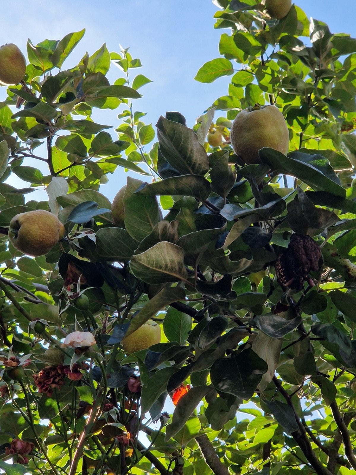 Verse kweeperen direct van de boom, Diversen, Levensmiddelen, Ophalen