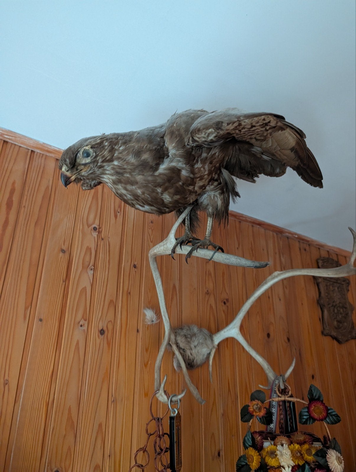 Opgezette roofvogel op gewei - Uniek decoratiestuk, Ophalen of Verzenden, Gebruikt, Vogel, Opgezet dier