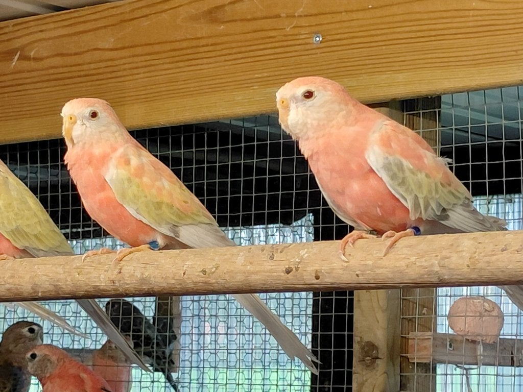 bourkes/bourks, Meerdere dieren, Parkiet, Geringd
