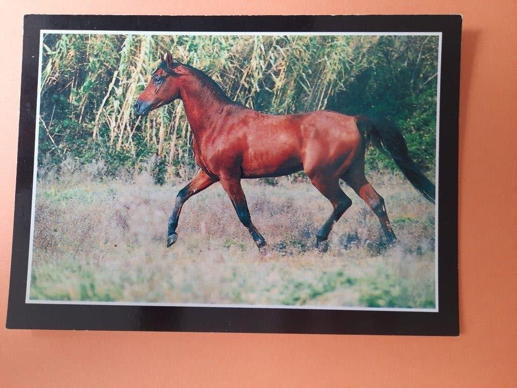 ansichtkaart paard veulen, Verzamelen, Ansichtkaarten | Dieren, Ophalen, 1980 tot heden, Ongelopen, Paard