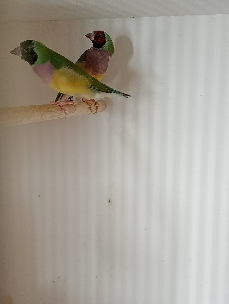 Goulds Amd, Meerdere dieren, Tropenvogel