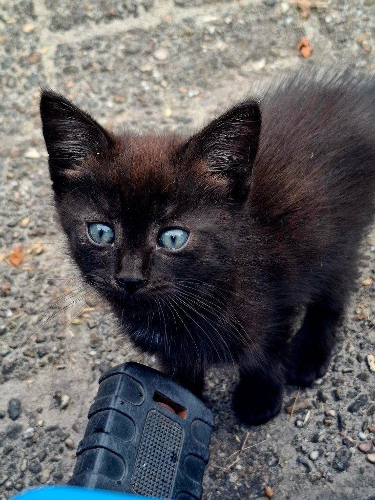 Boerderij kittens, Dieren en Toebehoren, Katten en Kittens | Raskatten | Korthaar, Meerdere dieren, Ontwormd, 0 tot 2 jaar