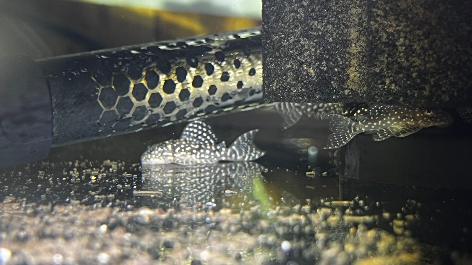 L136c, Dieren en Toebehoren, Vissen | Aquariumvissen, Vis, Zoetwatervis