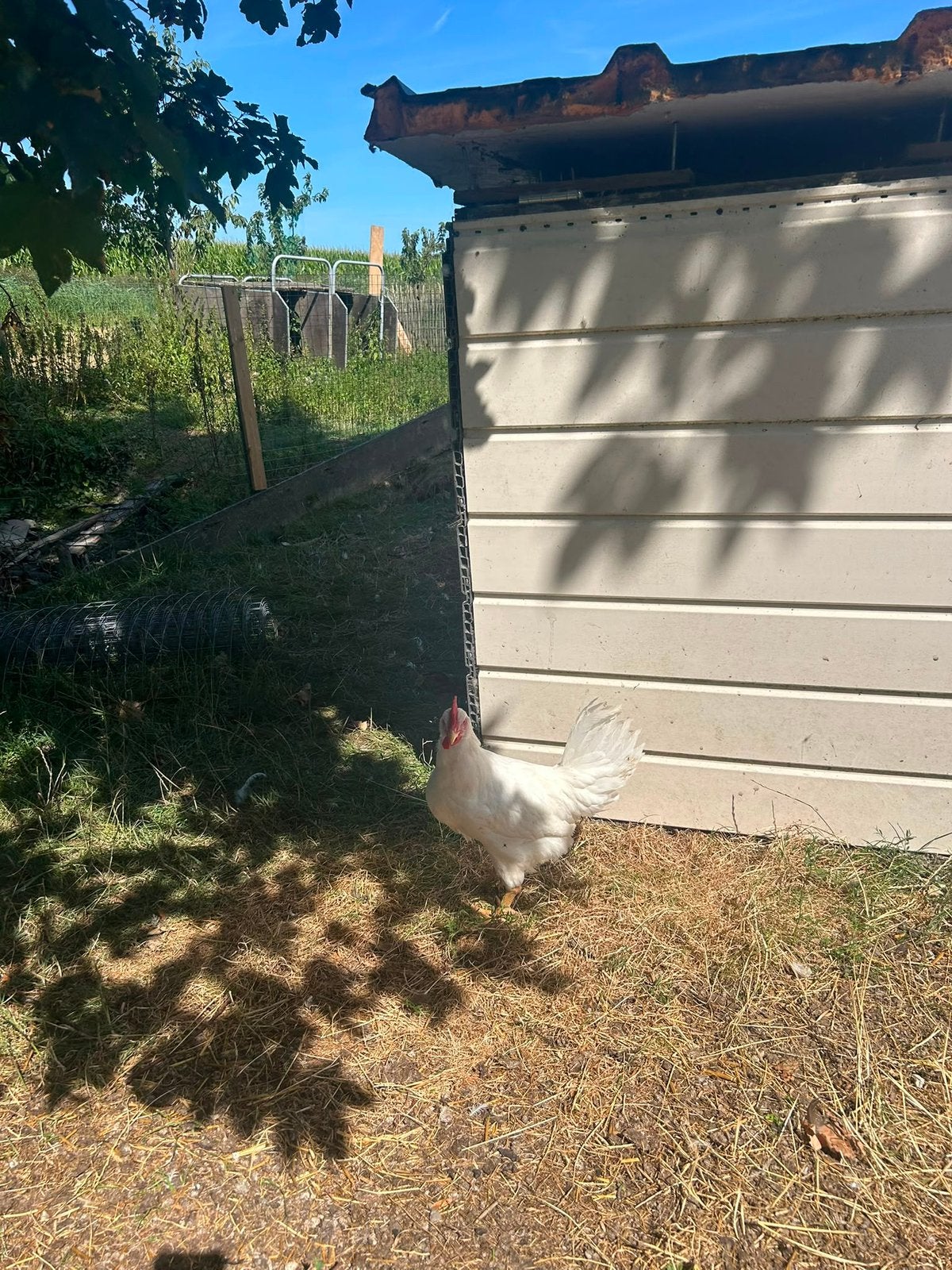 Gratis af te halen!! Prachtige jonge Leghorn hanen, Dieren en Toebehoren, Pluimvee, Mannelijk, Kip