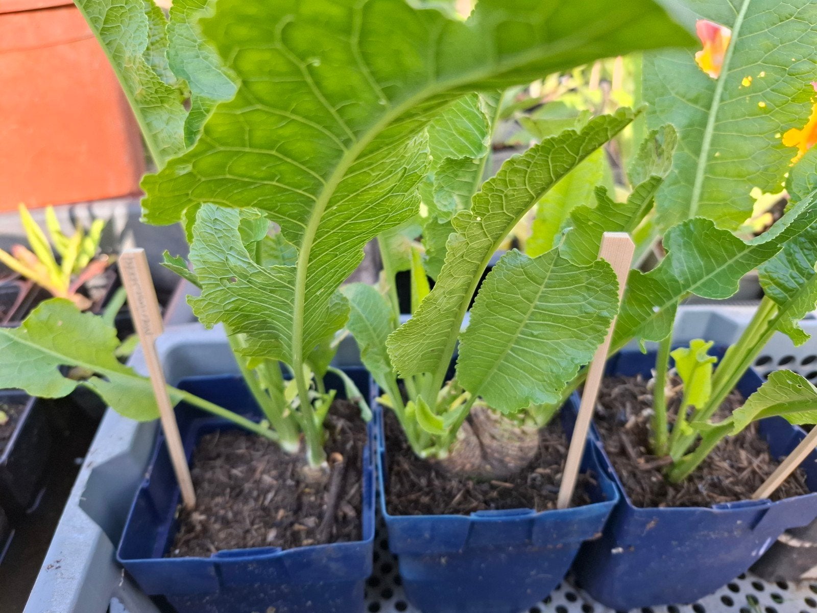 UITVERKOOP Diverse (moestuin) plantjes, Ophalen, Volle zon, Lente, Groenteplanten
