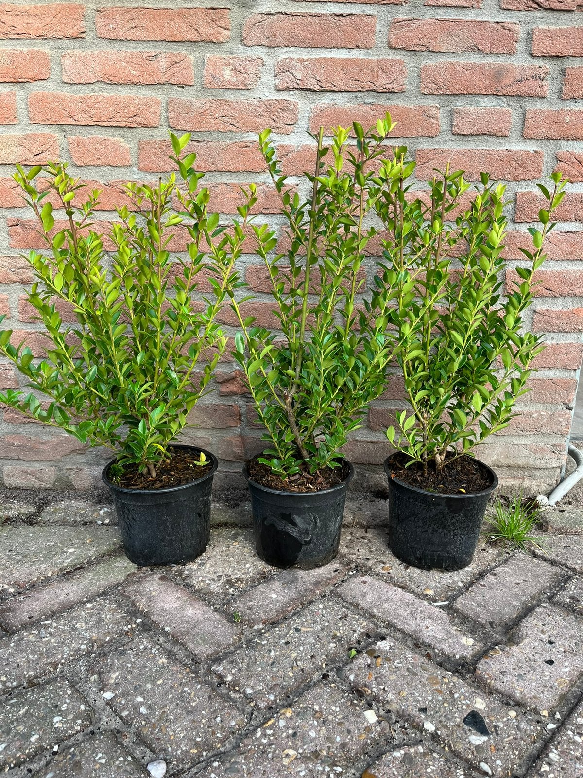 Foto 2 van Japanse Hulst - Ilex crenata - Buxusvervanger