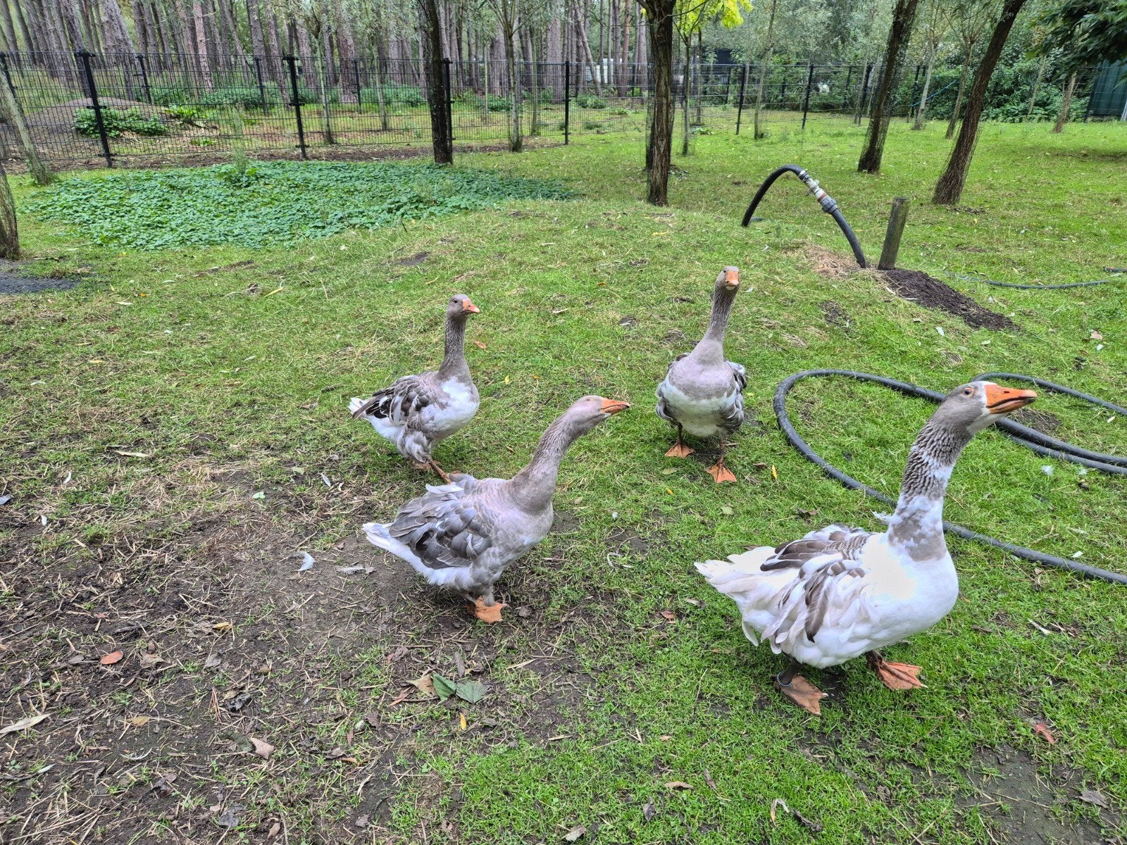sebastepol krulveer ganzen 1man 3 vrouw 2025, Meerdere dieren, Gans of Zwaan