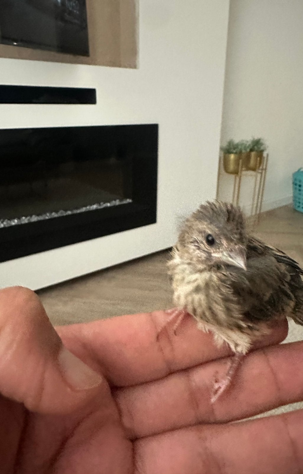 Twee jonge bastaarden kneu x kanarie, Geslacht onbekend, Wildzangvogel, Geringd