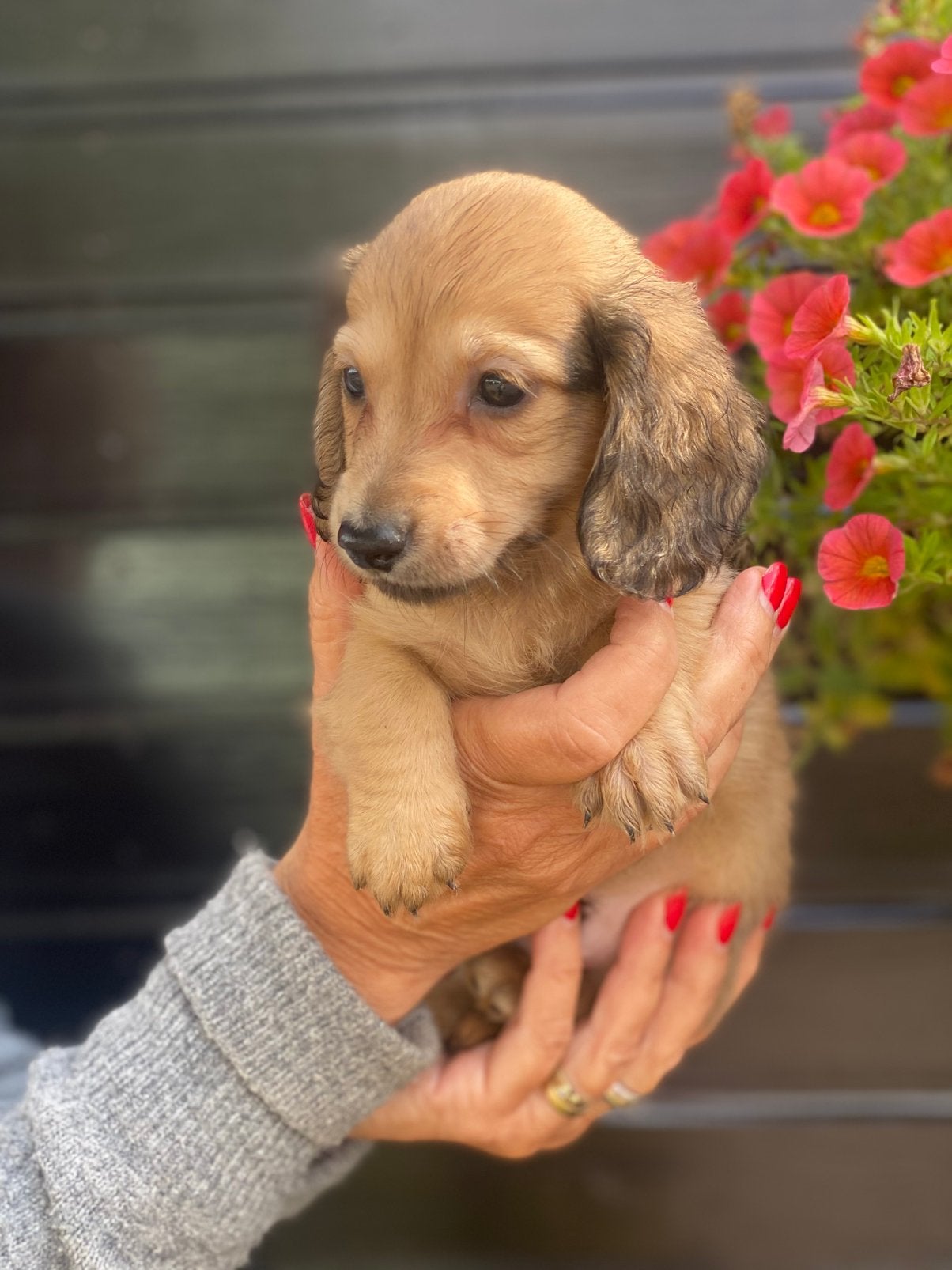 Langharige teckel pups, Dieren en Toebehoren, Parvo, 8 tot 15 weken, Dwerg, Langhaar