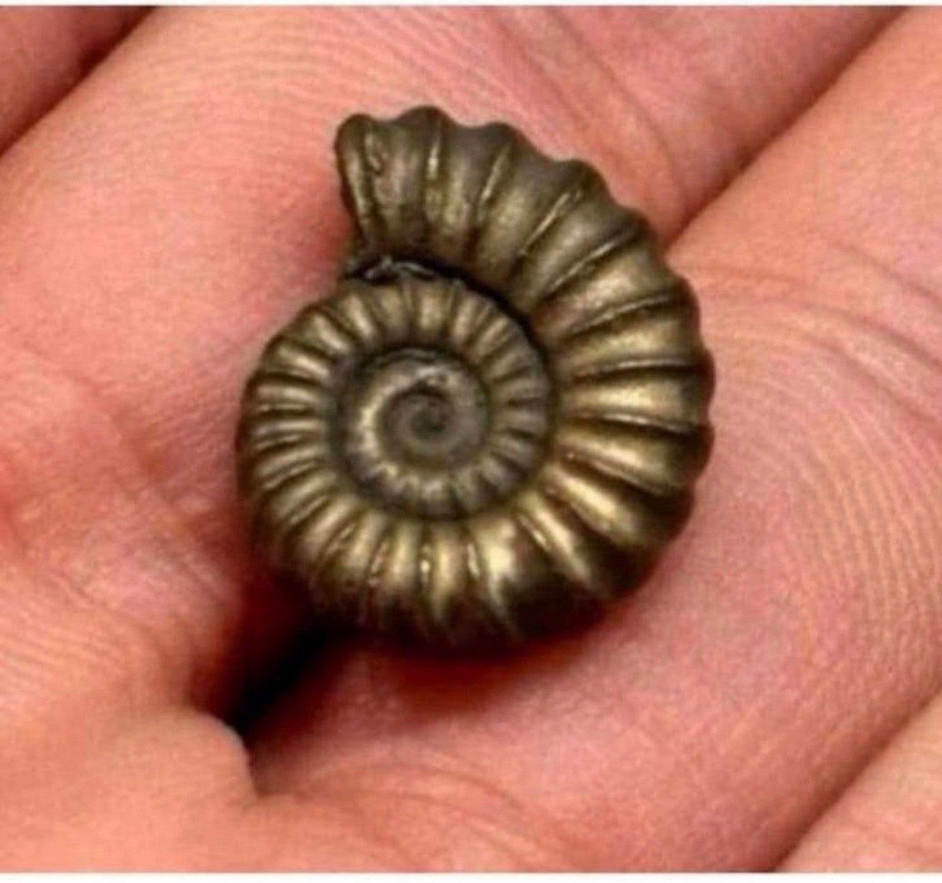Iron pyrite ammonite fossil - Fossiel 196 miljoen jaar oud, Verzamelen, Ophalen of Verzenden, Fossiel