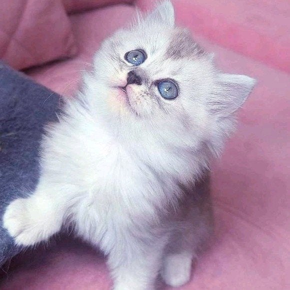 Ragdoll x Britse Langhaar kitten, Meerdere dieren, Ontwormd, 0 tot 2 jaar