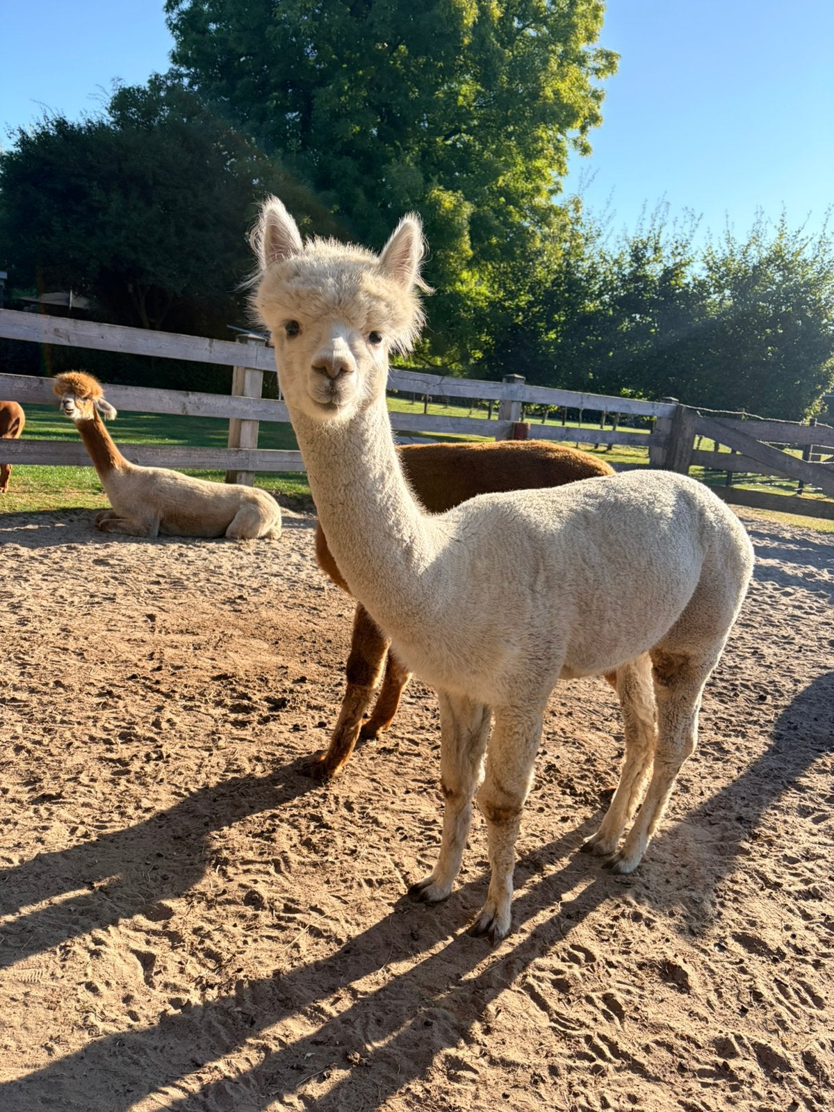 Alpaca merrie (AHDP Joya), Dieren en Toebehoren, Augustus, Vrouwelijk