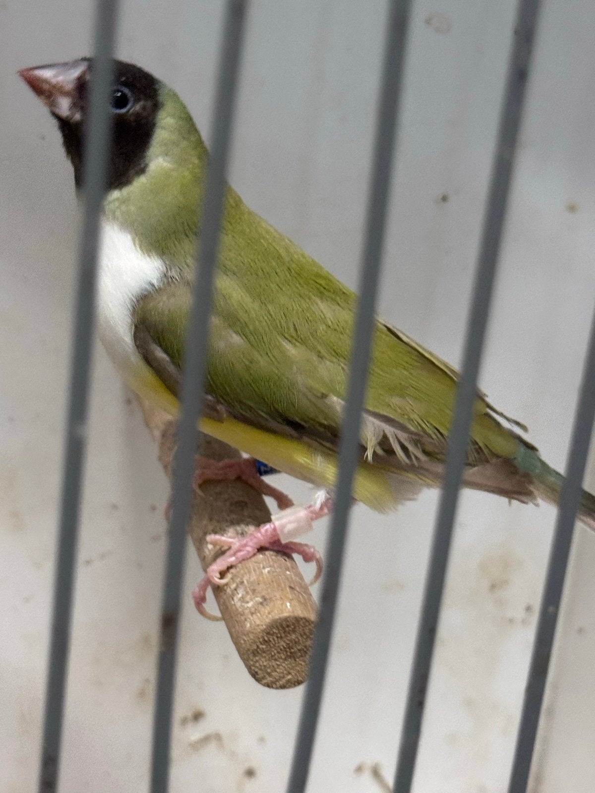 Gouldamadine, Dieren en Toebehoren, Vrouwelijk