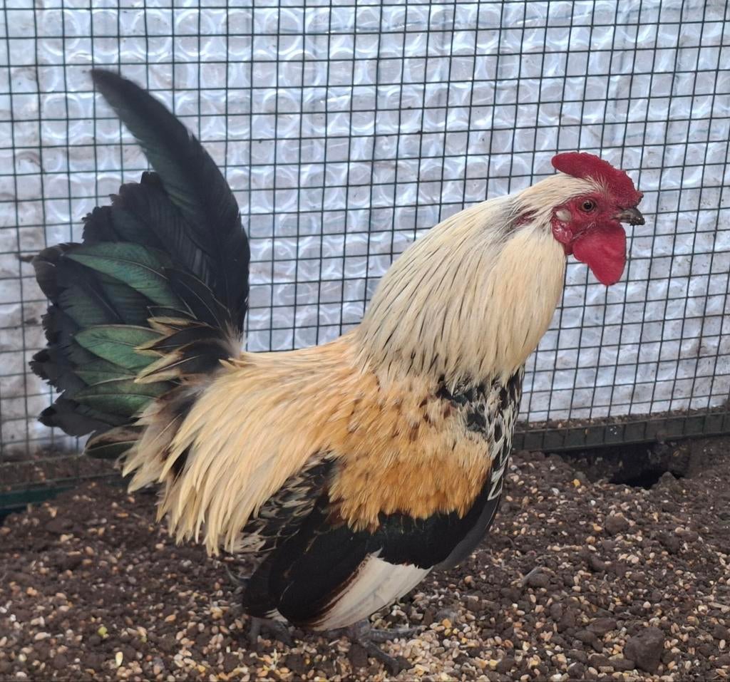 Kippenopvang zoekt goede plek voor halfblind minihaantje!, Dieren en Toebehoren, Pluimvee, Mannelijk, Kip