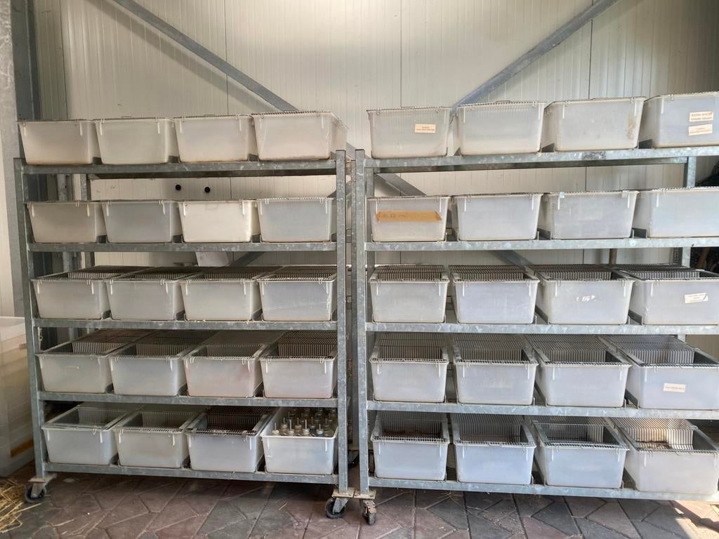 Stelling voor knaagdieren, Dieren en Toebehoren, Ophalen, 110 cm of meer, Muis, 90 cm of meer