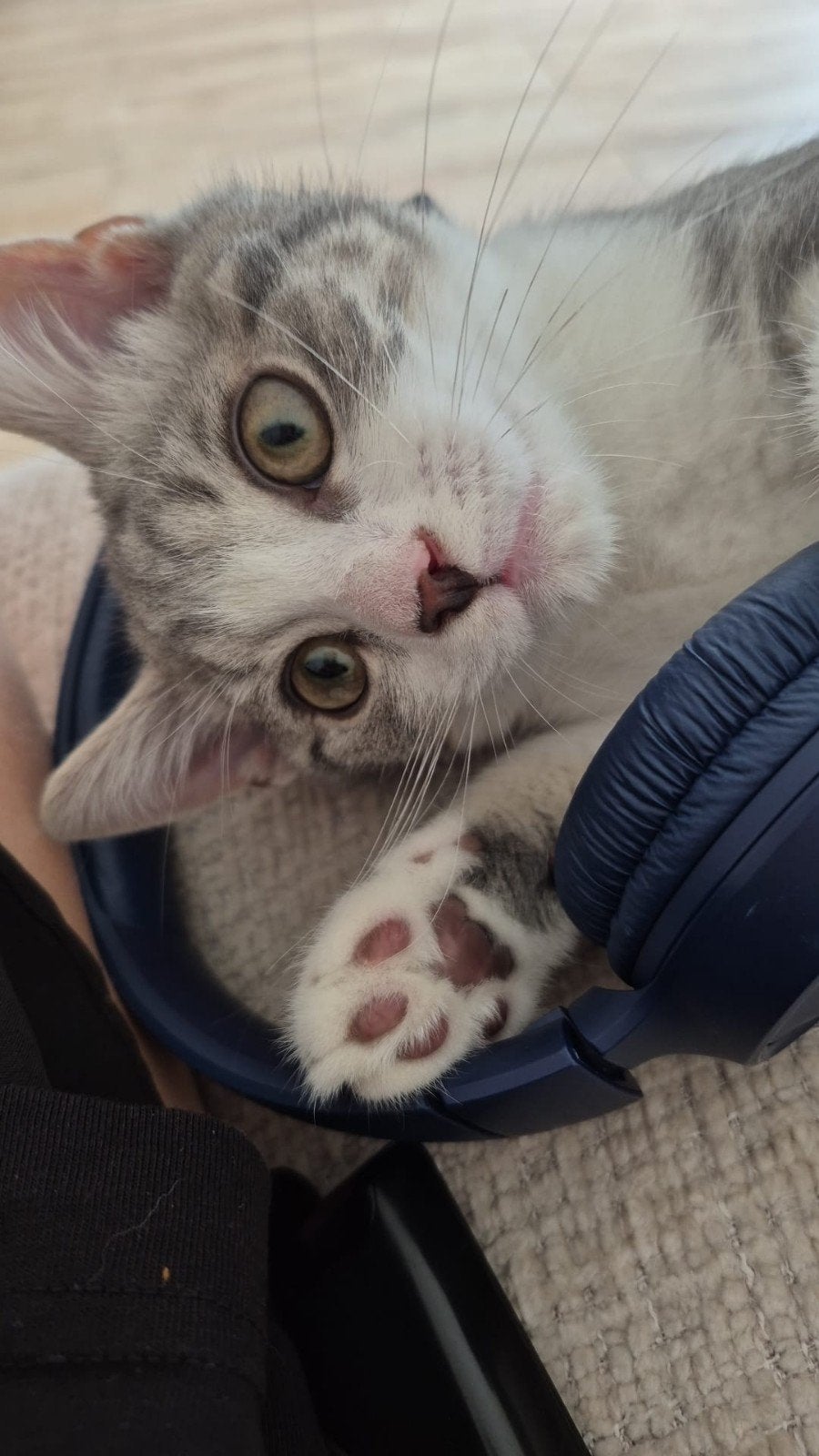 kitten van 5 manden MOET NU WEG, Kater, 0 tot 2 jaar
