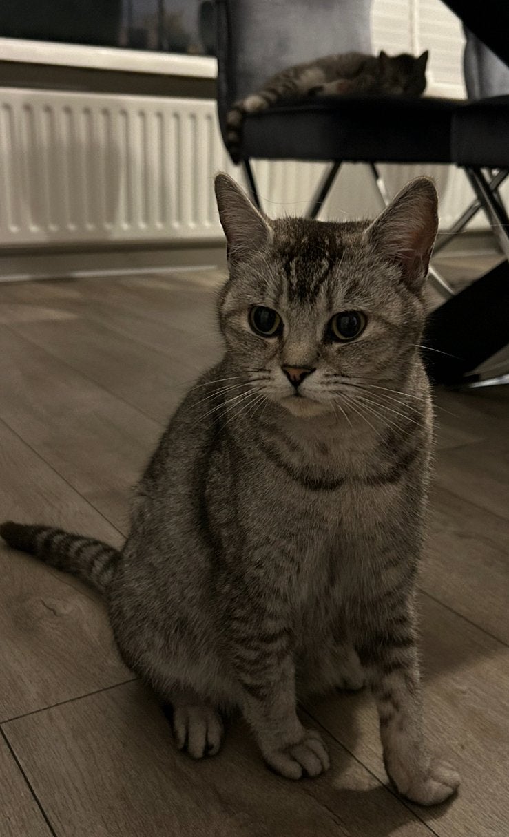 Prachtige Britse korthaar x Europese kittens, Dieren en Toebehoren, Katten en Kittens | Overige Katten, Kortharig, Meerdere dieren