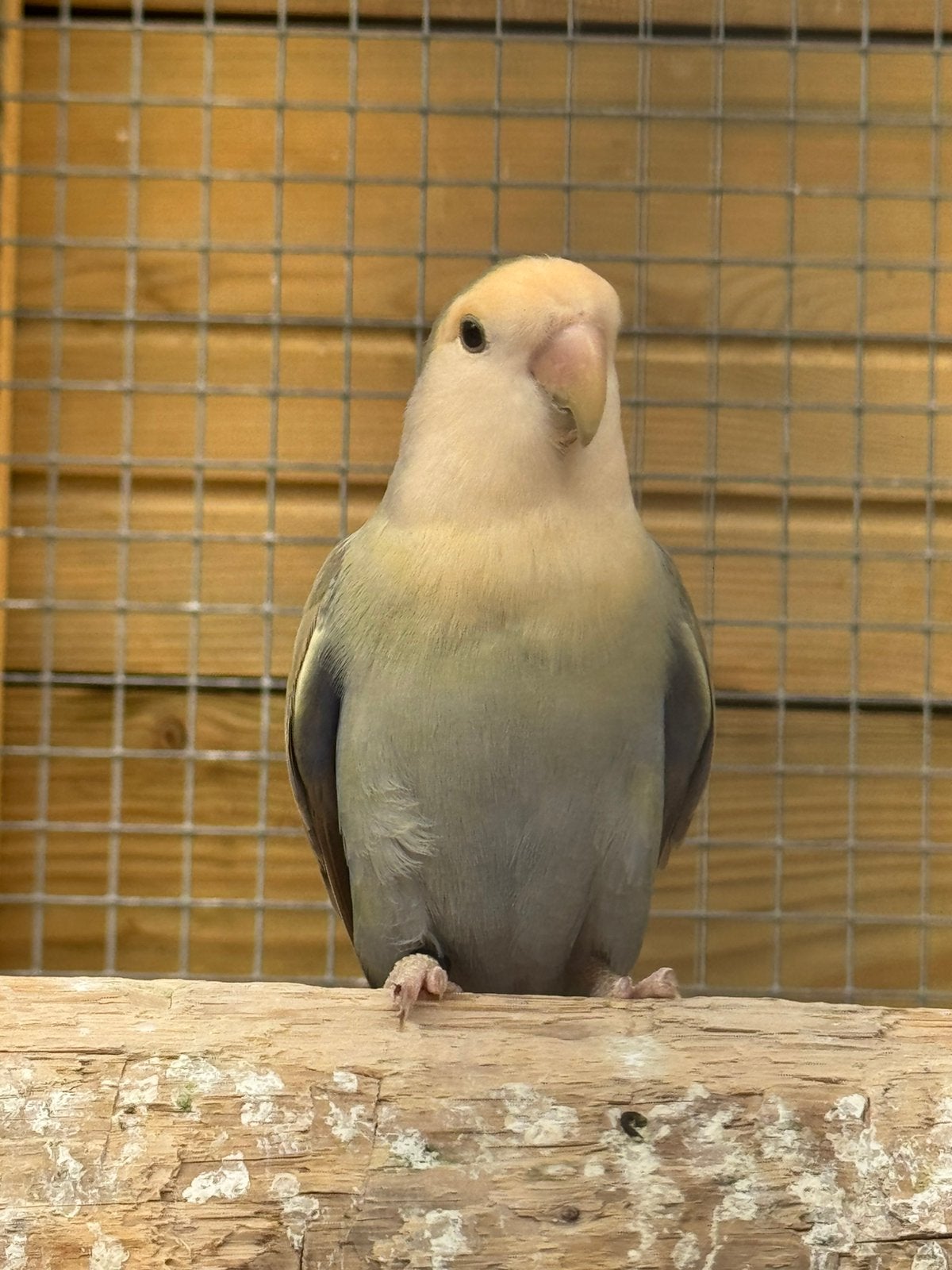 Koppel Agapornis roseicollie dwergpapegaai, Meerdere dieren, Dwergpapegaai of Agapornis