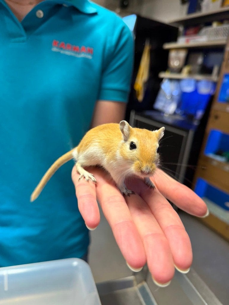 Te koop super lieve jonge leuke gerbils, Maart, Mannelijk, Overige typen, Tam
