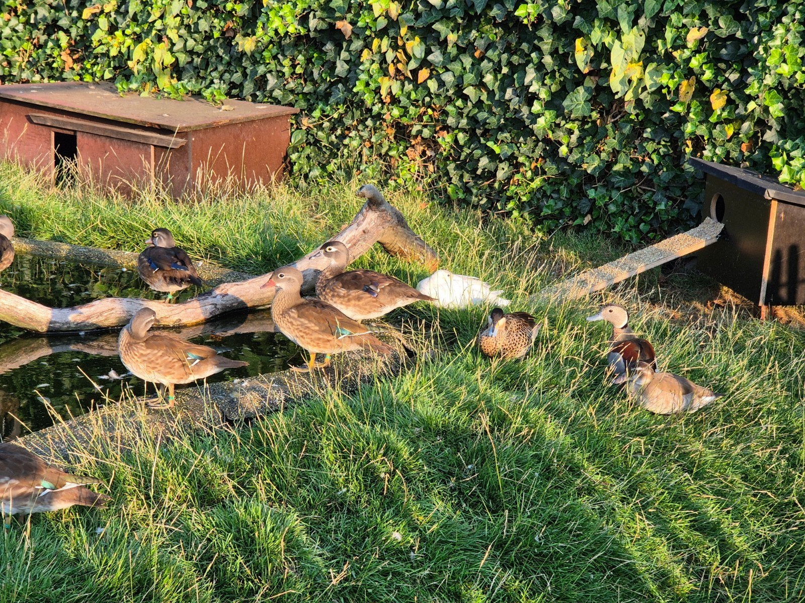 siereenden, Dieren en Toebehoren, Pluimvee, Meerdere dieren, Eend