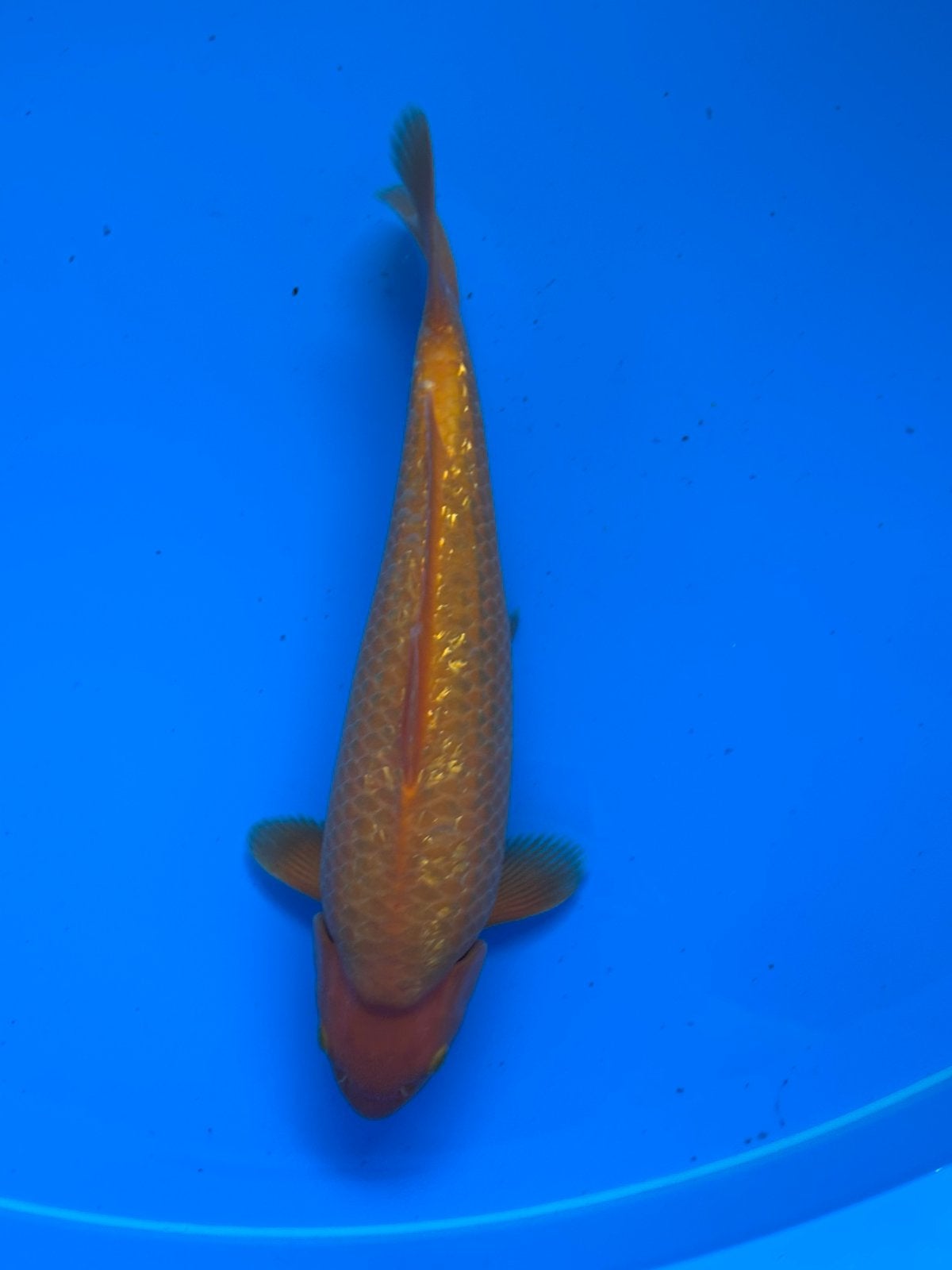 Ginrin karashi dainichi, Dieren en Toebehoren, Karper of Koi