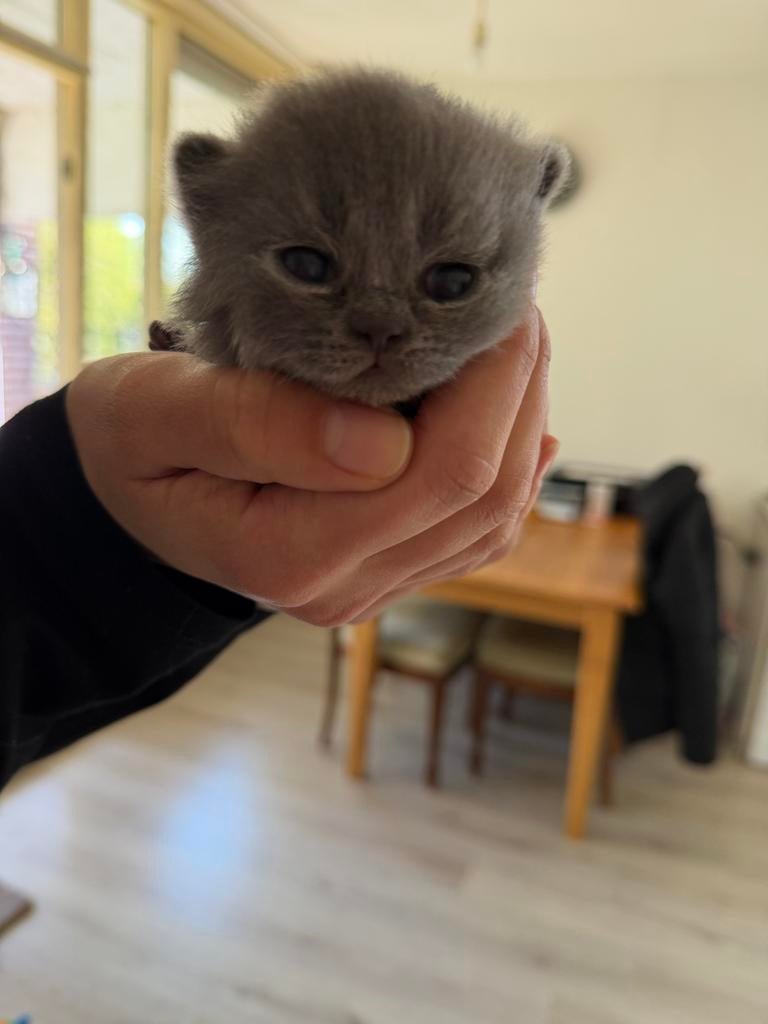 Britse korthaar, Dieren en Toebehoren, Katten en Kittens | Raskatten | Korthaar, Poes