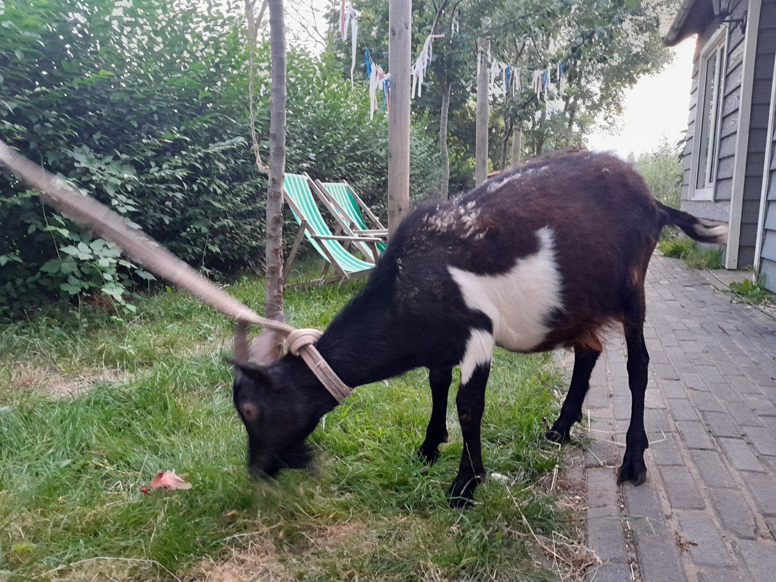 Nederlandse Bonte geitenbok, Dieren en Toebehoren, Meerdere dieren, Geit