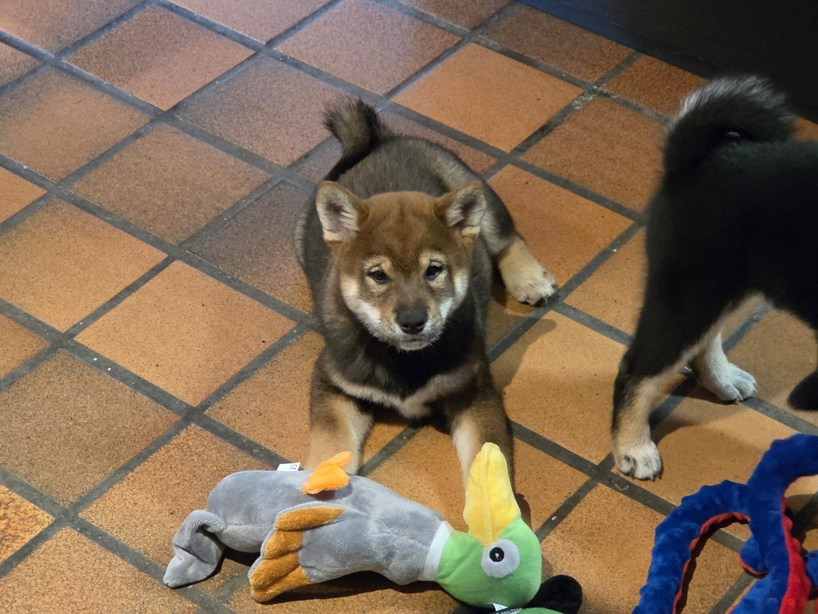 Shiba inu reu sesam - stamboom, België, Fokker | Hobbymatig, Reu, Eén hond