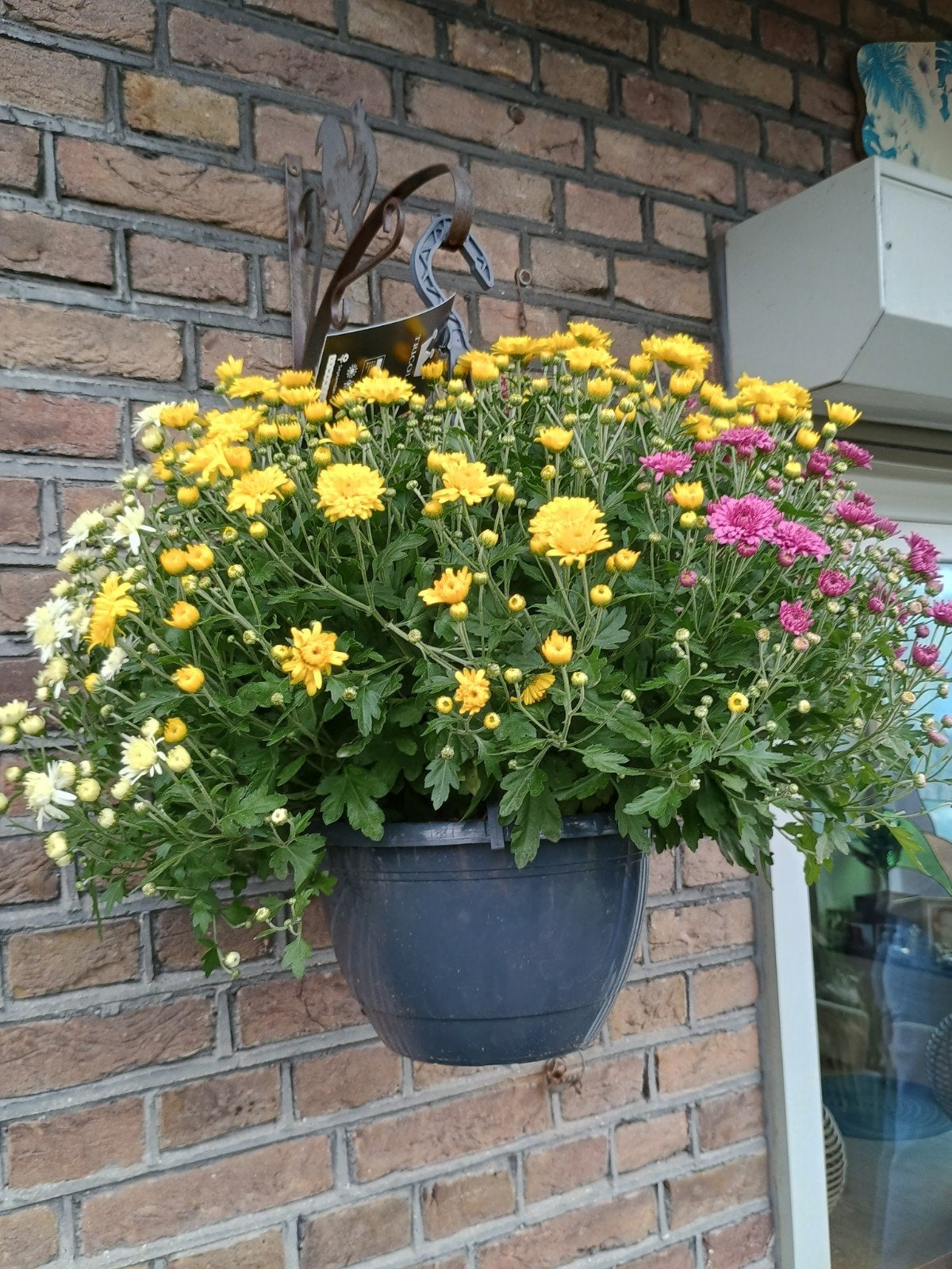 te koop diverse hangbakken met 3 verschillende kleuren chrys, Ophalen, Rond, Minder dan 30 cm