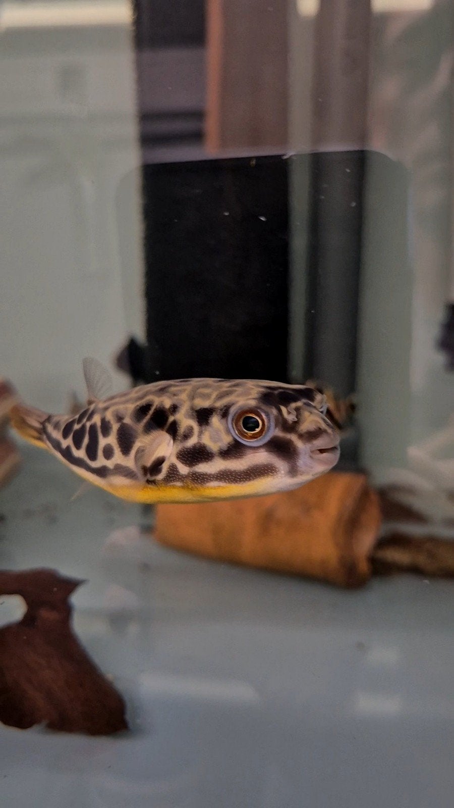 Tetraodon MBU kogelvis, Vis, Zoetwatervis