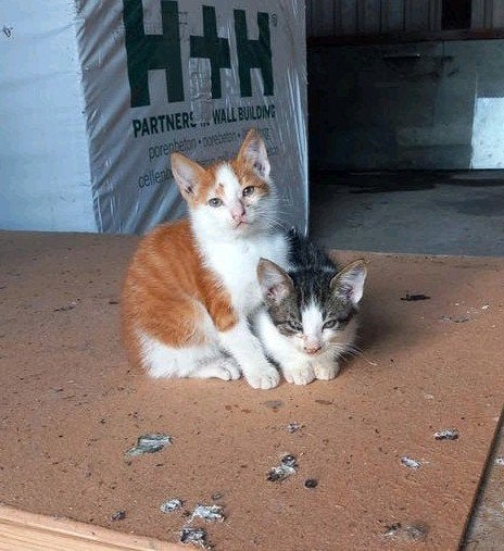 Boerderij kittens te koop, Dieren en Toebehoren, Katten en Kittens | Overige Katten, Meerdere dieren