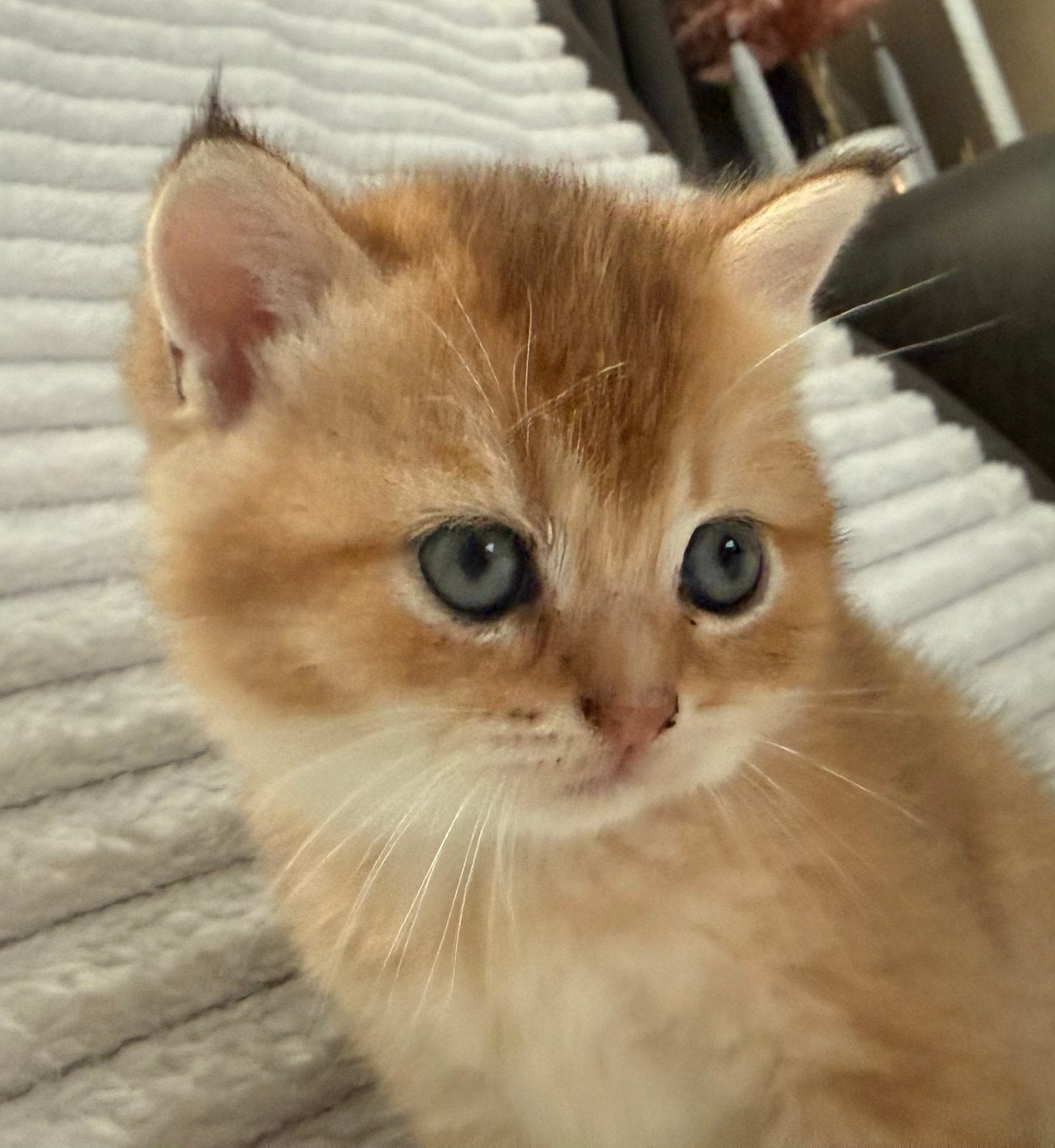 4 prachtige volle britse korthaar kittens!, Meerdere dieren, Ontwormd, 0 tot 2 jaar