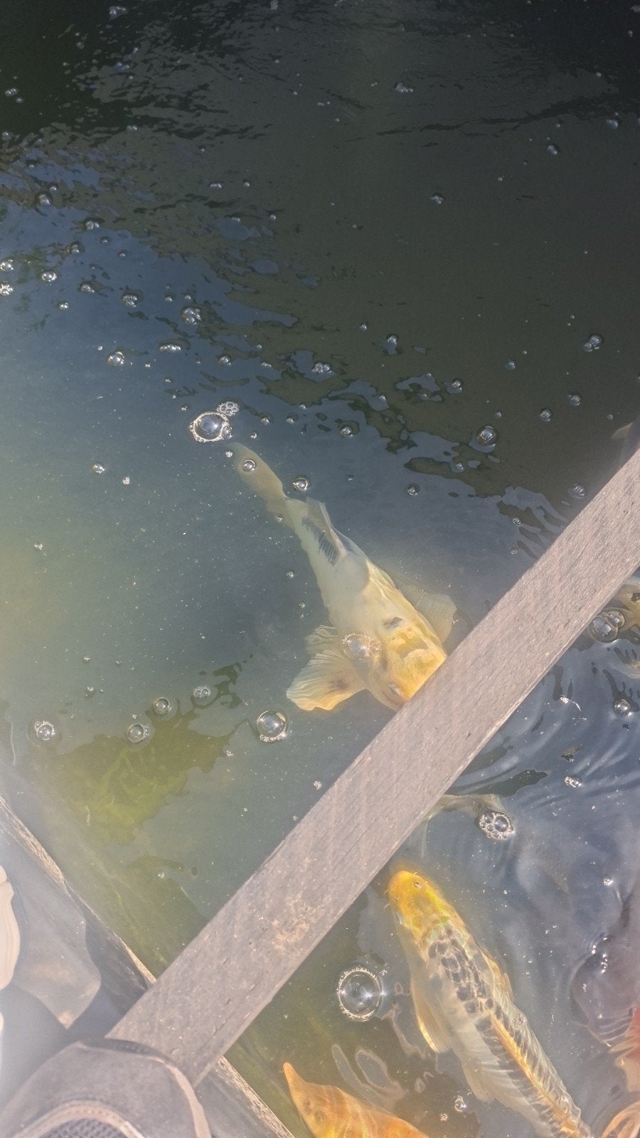 te koop koi's, Dieren en Toebehoren, Vissen | Vijvervissen, Karper of Koi