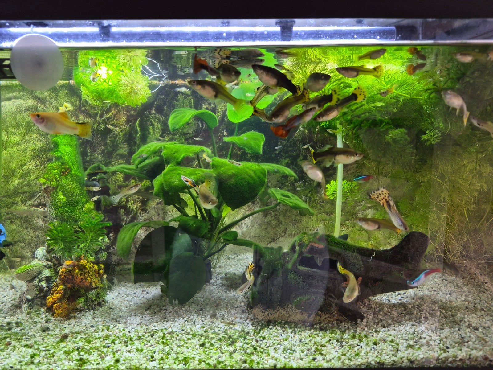 Baby guppies - gratis af te halen, Dieren en Toebehoren, Vis, Zoetwatervis
