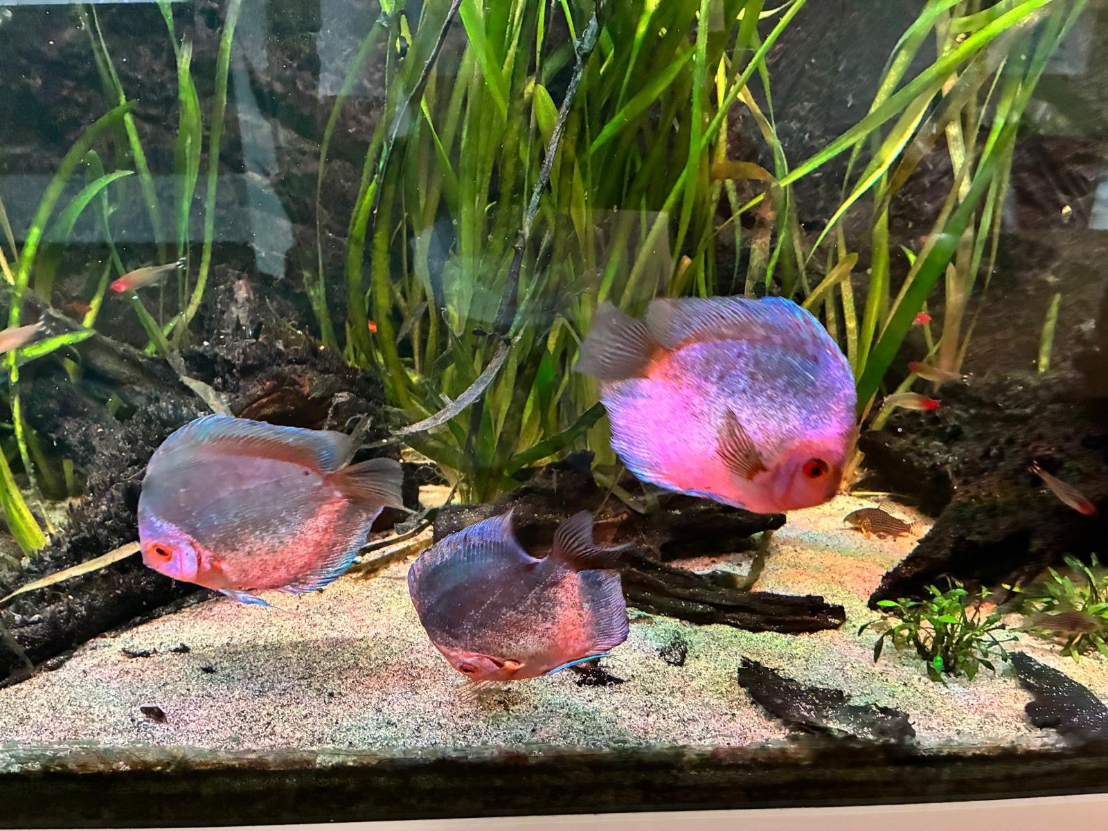Te koop 3xStendker Discus Blue Diamond., Dieren en Toebehoren, Vissen | Aquariumvissen, Vis, Zoetwatervis, Schoolvis