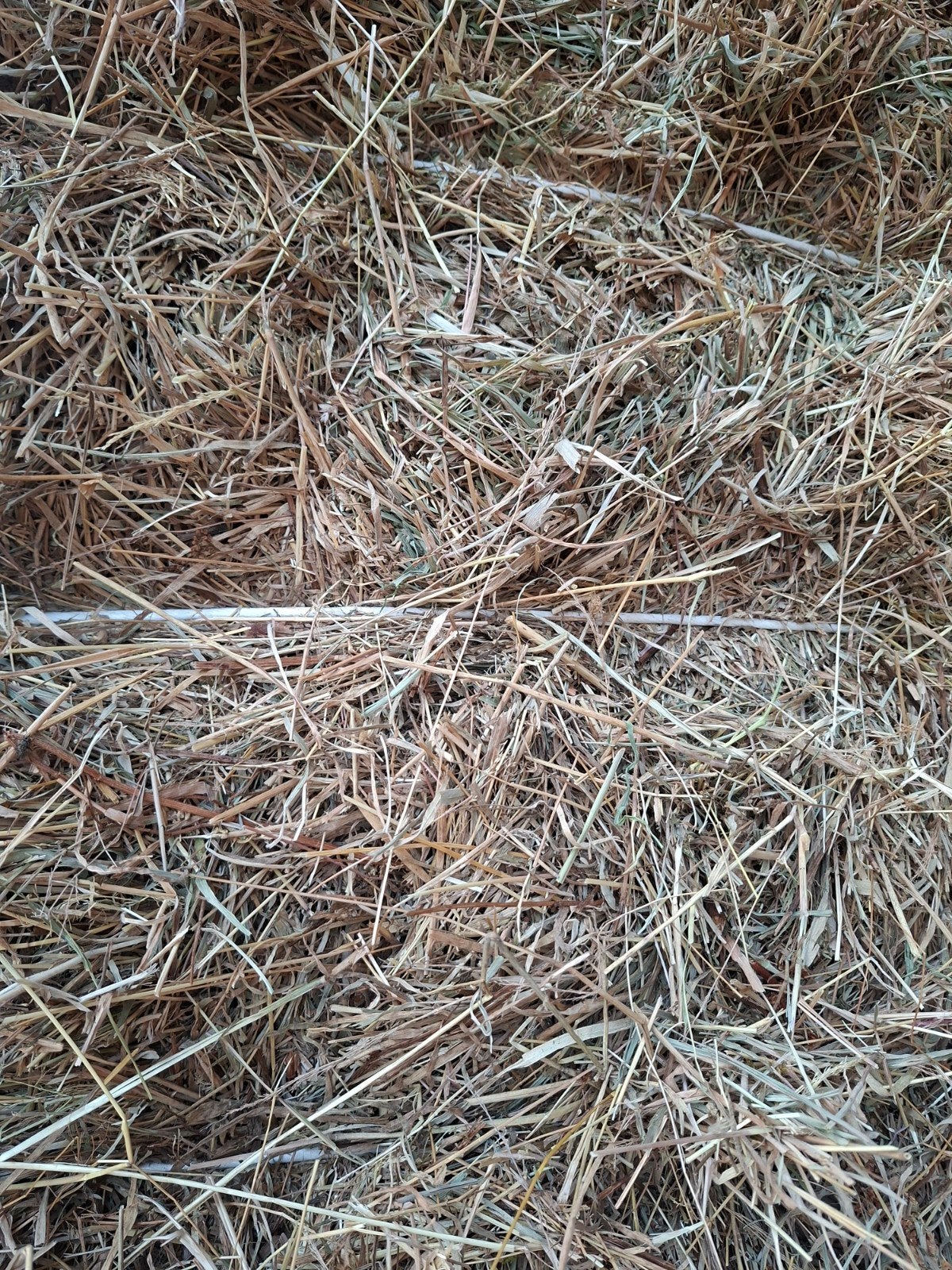 Grote pakken hooi 240x120x70 van 2026 paardenhooi