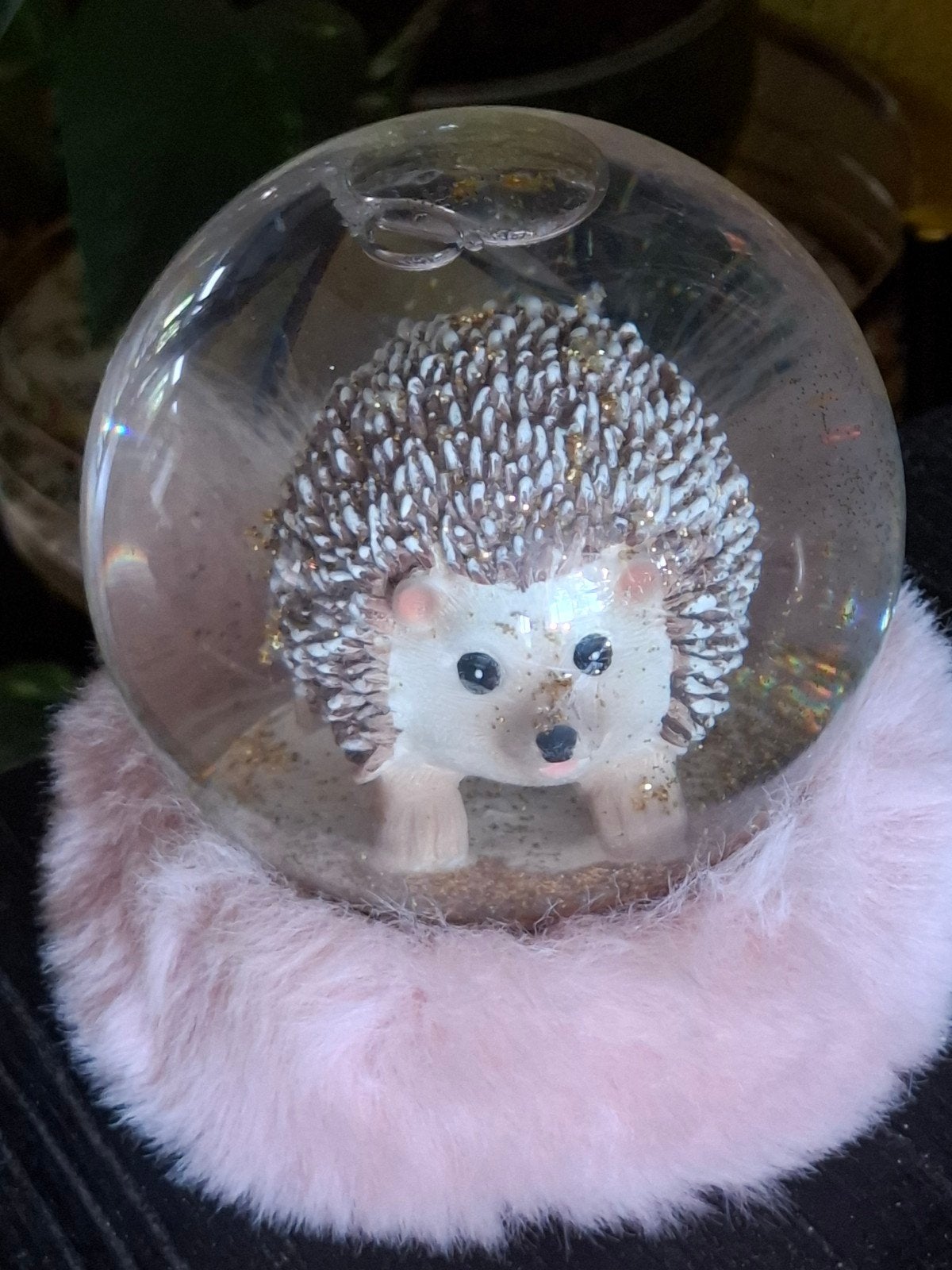 sneeuwbal egel, Ophalen of Verzenden