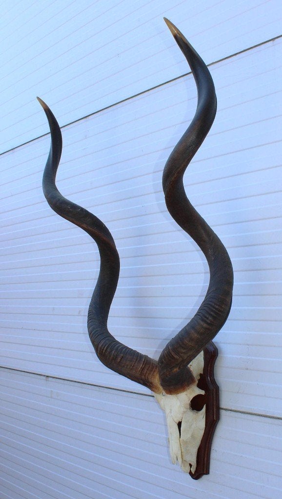 Grote schedel KUDU ANTILOPE op houten schild (ref. K), Ophalen, Gebruikt, Wild dier, Gewei of Kop