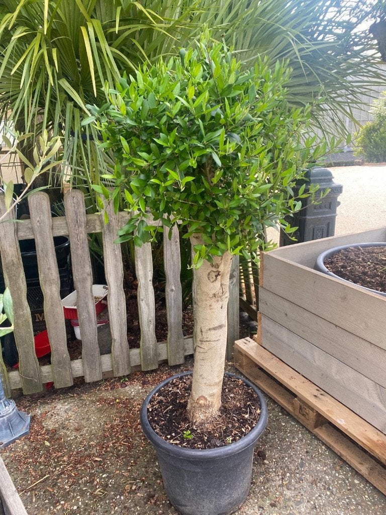 Dikke Olijfboom mooie fris groene pruik Olea europaea, Bloeit niet, 100 tot 250 cm, Olijfboom, Ophalen