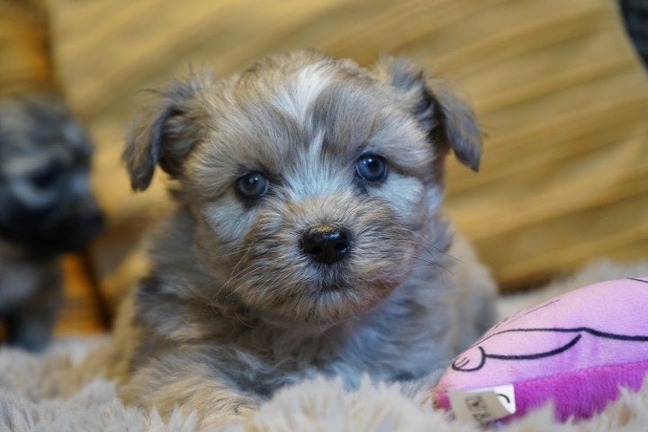 Kleine boomer pups, maltezer - shih tzu., Nederland, Parvo, Overige rassen, 8 tot 15 weken