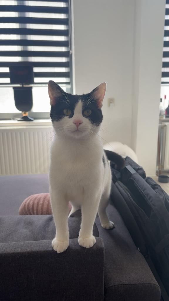 Kitten, Kater, Kortharig, 0 tot 2 jaar