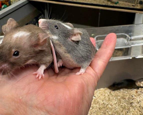 Goed tehuis gezocht voor een groepje kleurmuizen ( vrouw), Muis, Vrouwelijk, Januari, Tam
