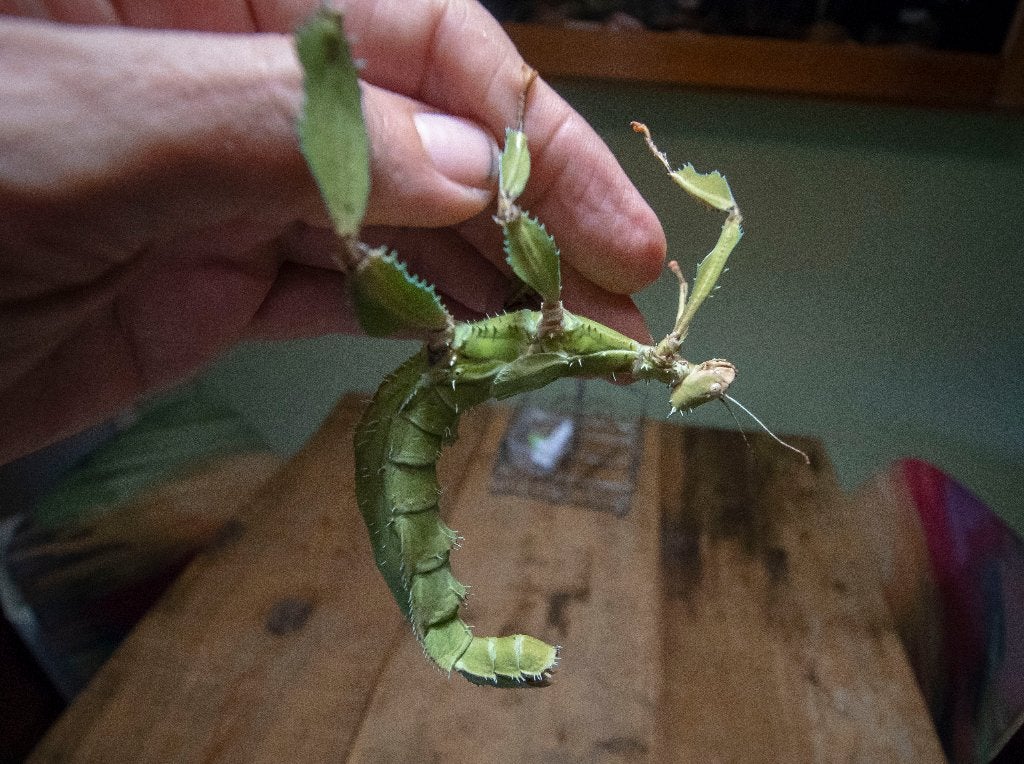 Extatosoma tiaratum "Innisfail" kweekgroep, Dieren en Toebehoren, Insecten en Spinnen, Wandelende tak