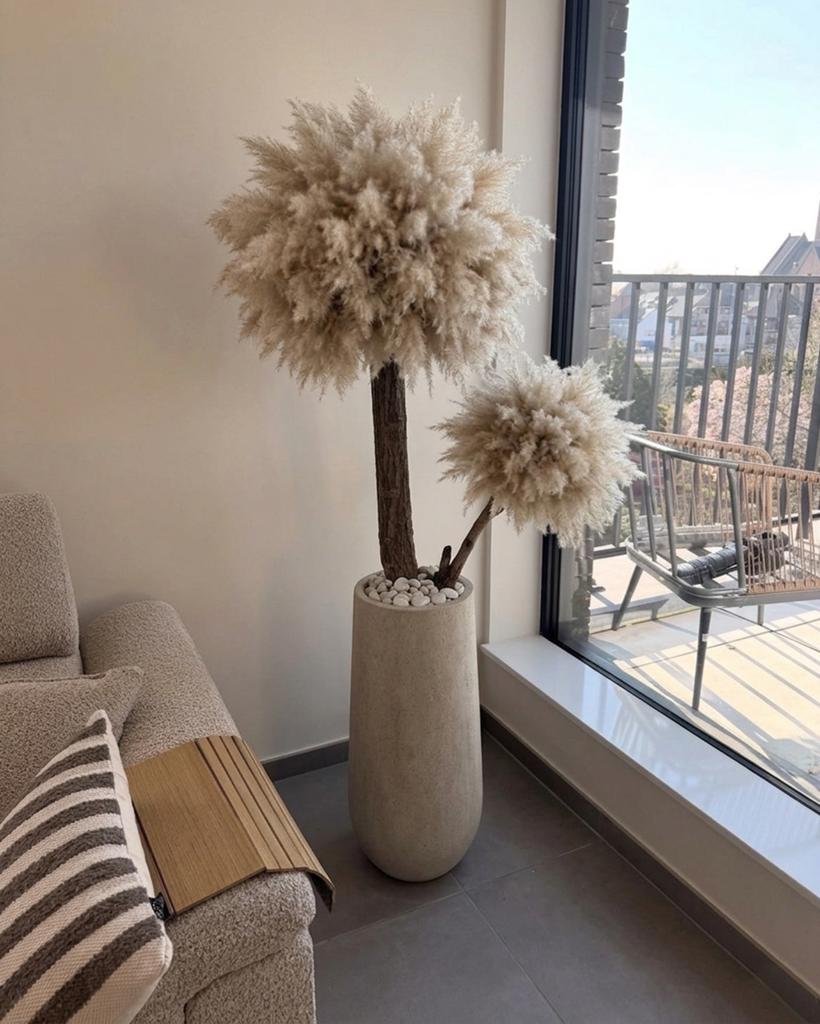 Pampas boom, Lvkvazen, Nieuw, Info@lvkvazen.com, Ophalen