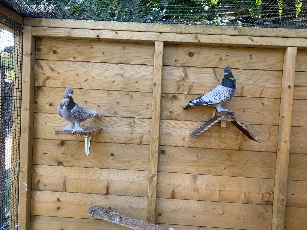 Mooi koppel oosterse meeuwtjes, Dieren en Toebehoren, Vogels | Duiven, Meerdere dieren, Overige soorten