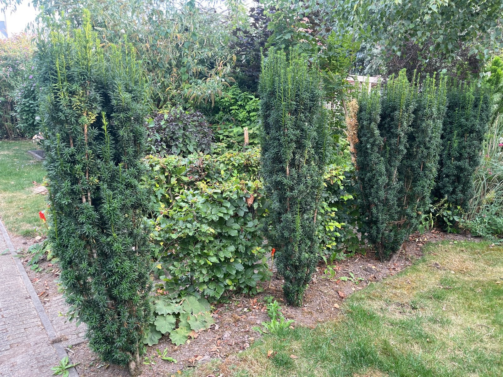 Zuilvormige Taxus Baccata - Ideaal voor hagen en solitair, Bloeit niet, 250 tot 400 cm, Zuilboom, Ophalen