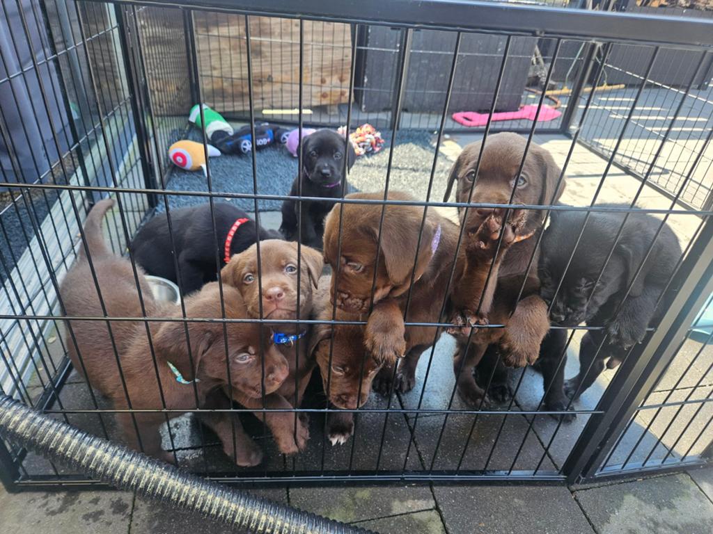 Prachtige labrador pups NOG 1 BESCHIKBAAR!, 8 tot 15 weken, Labrador retriever, Meerdere, Meerdere dieren