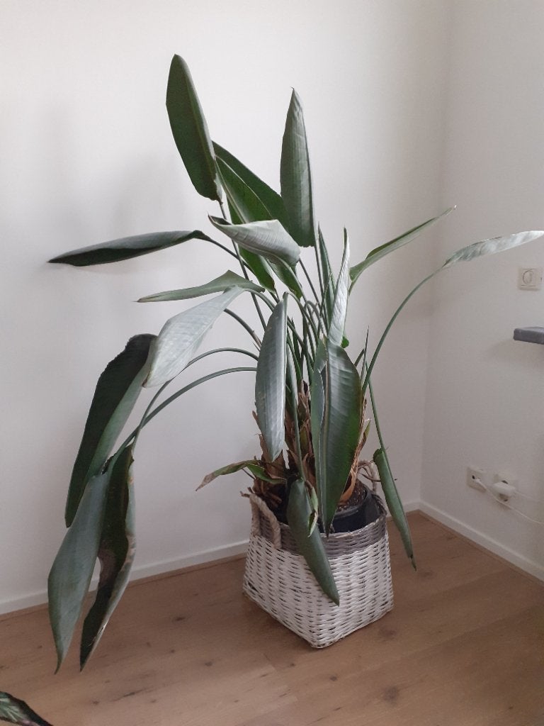 Grote Strelitzia Reginae 160 cm hoog, Huis en Inrichting, Ophalen, Overige soorten, Halfschaduw, 150 tot 200 cm