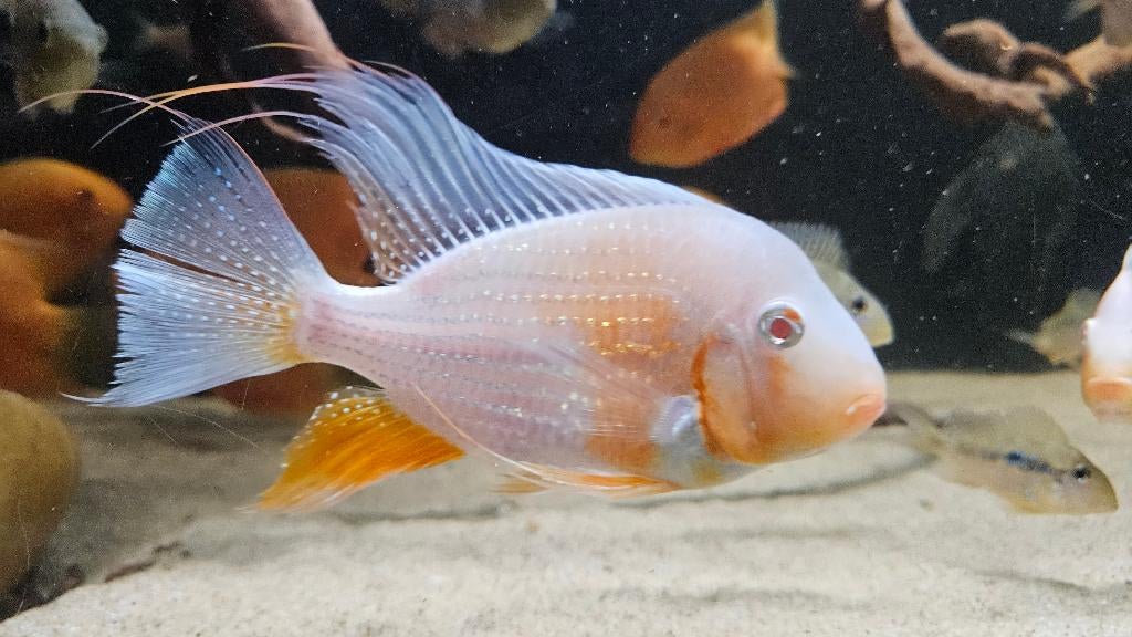 Zuid Amerikaanse Cichliden: Acarichthys heckelii Albino, Dieren en Toebehoren, Vis, Zoetwatervis